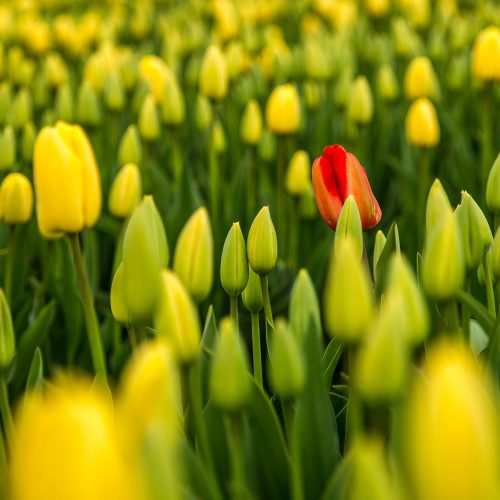 tulipani